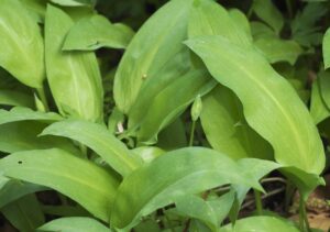 にんにくが思春期の体臭に与える影響とは？